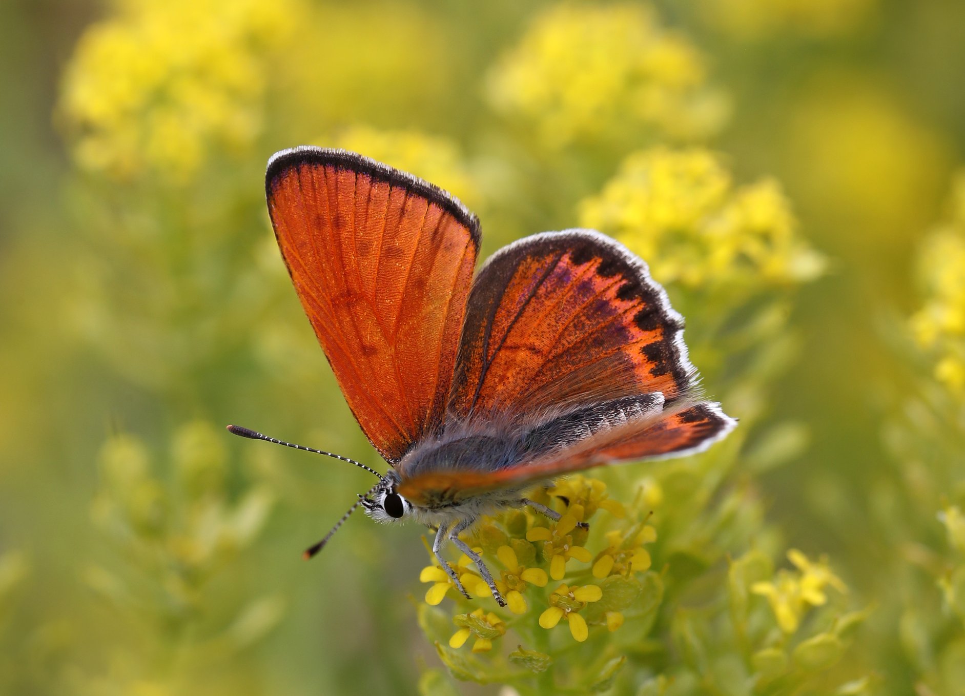 Arctic Circle | Mariposa Nature Tours